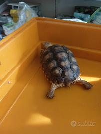 Geochelone sulcata