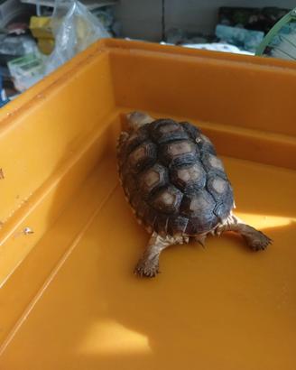 Geochelone sulcata