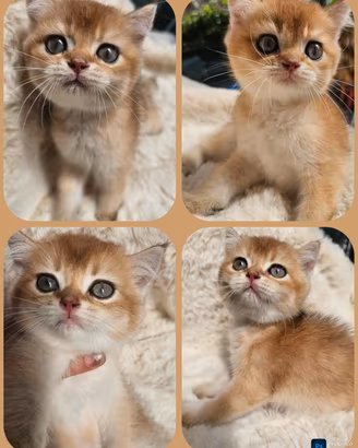 meraviglioso cucciolo maschio british shorthair 