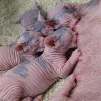 Prossima Nascita - Cuccioli di Sphynx ?
