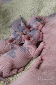 Prossima Nascita - Cuccioli di Sphynx ?
