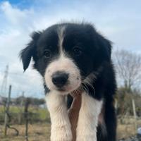 Cuccioli Border Collie con Pedigree Enci