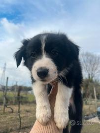 Cuccioli Border Collie con Pedigree Enci