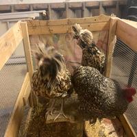 Galline padovane cocincine