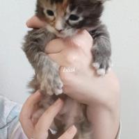Cuccioli Maine Coon