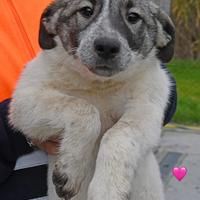 Regalò cagnolini