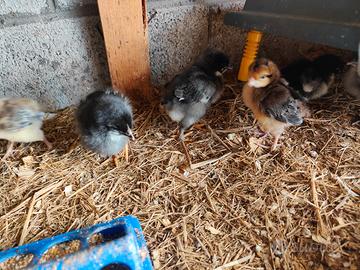 Pulcini marans legbar e incrocio marans/cemani