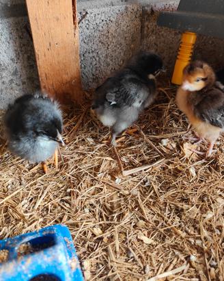 Pulcini marans legbar e incrocio marans/cemani