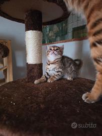Cuccioli maschi bengal
