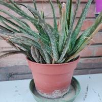 aloe in vaso