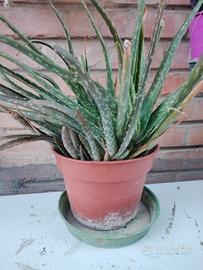aloe in vaso