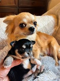 Chihuahua con pedigree Enci