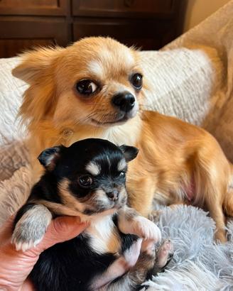 Chihuahua con pedigree Enci