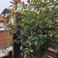 Pianta Photinia Red Robin