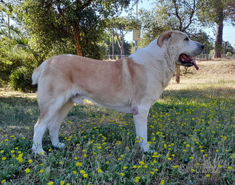 Disponibile per MONTA