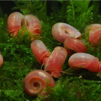 Planorbarius corneus di diverse dimensioni