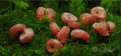 Planorbarius corneus di diverse dimensioni