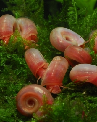 Planorbarius corneus di diverse dimensioni
