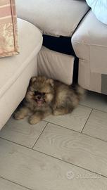 Pomerania maschio merle cucciolo