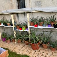 Piante aloe vera