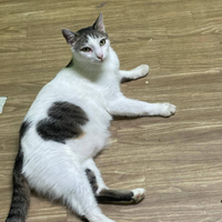 Hunter gatto biancogrigio di due anni