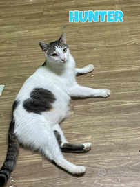Hunter gatto biancogrigio di due anni