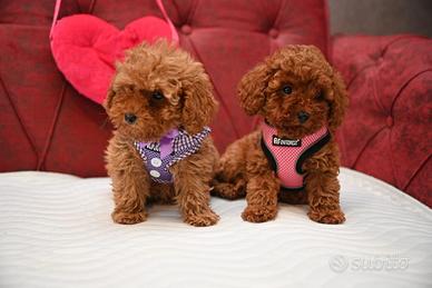Cuccioli di barboncini mini toy maschbi femmine