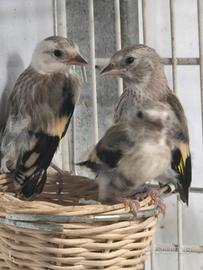 Cardellini acianici