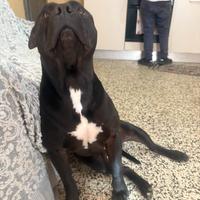 Pitbull maschio per monta