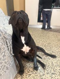 Pitbull maschio per monta