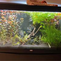 Hydrocotyle Leucocephala- pianta per acquario