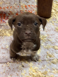 Cuccioli Pitbull x Drahthaar