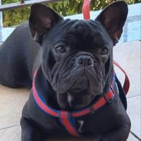 Bulldog Francese maschio