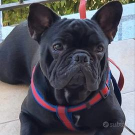 Bulldog Francese maschio