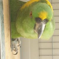 Pappagallo Amazzone Nuca Gialla