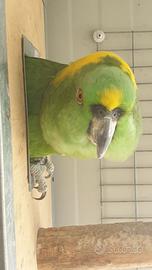 Pappagallo Amazzone Nuca Gialla