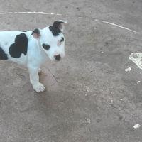 Cuccioli di Pitbull