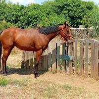 Cavalla psi