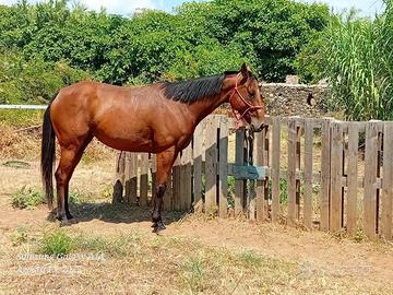 Cavalla psi
