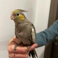 Calopsitta allevata a mano