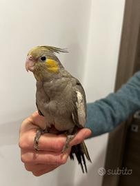 Calopsitta allevata a mano