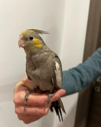 Calopsitta allevata a mano