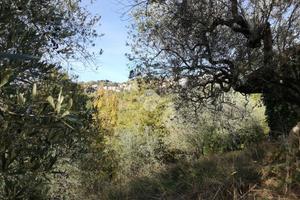 RUSTICO A OLEVANO ROMANO