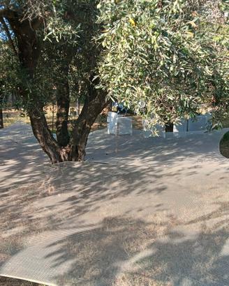 Rete raccolta olive