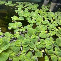 PISTIA pianta galleggiante facile acquario + omagg