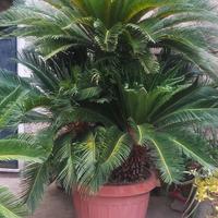 Cycas ultratentenne