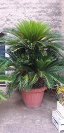Cycas ultratentenne