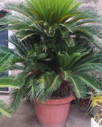 Cycas ultratentenne