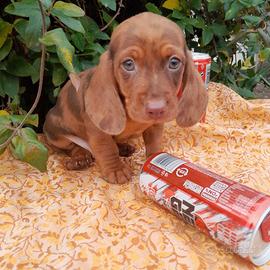 Bassotti Nani cuccioli