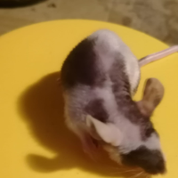 Topi nudi